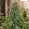 где можно заказать семена конопли Anubis regular Ganja Seeds