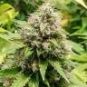Train Wreck feminised Green House Seeds