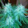 заказ семян конопли Спб Train Wreck feminised Green House Seeds