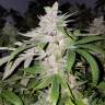 Fast Russian Purple feminised Breeders Community Seeds