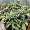 семена конопли гидропоники Auto AK-48 feminised Nirvana Seeds