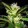 семена конопли аутдор Jacky White feminised Paradise Seeds