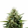 семена конопли недорого Auto Fat Banana feminised Ganja Seeds