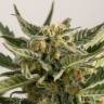 семена конопли Спб Lemon Skunk feminised Green House Seeds