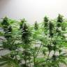 Jack Herer feminised Breeders Community Seeds
