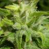 семена конопли Euforia