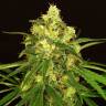 семена индийской конопли Tangerine Kush regular Exotic Seed