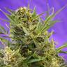 семена конопли элитных сортов Double White feminised Sweet Seeds