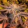 Качественные семена конопли Girl Scout Cookies feminised Ganja Seeds