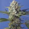 покупка семян конопли Crystal Candy feminised Ganja Seeds Fast Version