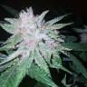 семена конопли скороспелый купить Cool Rasta feminised