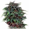 Durban Poison feminised Dutch Passion Seeds