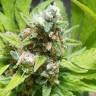 семена конопли индика Purple Queen feminised Royal Queen