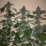 Euforia feminised Dutch Passion Seeds