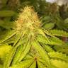 семена конопли для посадки купить Royal AK feminised Royal Queen