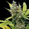 Семена конопли Honey B feminised Ganja Seeds