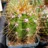 Купить семена кактусов Trichocereus candicans