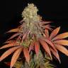 G13 Haze regular Ganja Seeds