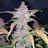 автоцветущие семена конопли Auto Blackberry feminised Fast Buds