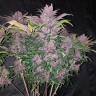 семена сортовой конопли Auto Blackberry feminised Fast Buds
