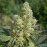 семена конопли марихуаны Royal Cookies feminised Royal Queen
