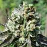 семена конопли для выращивания Royal Cookies feminised Royal Queen
