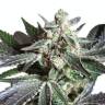 Sugar Black Rose (DS27) feminised Ganja Seeds Sugar Black Rose (DS27) feminised Ganja Seeds