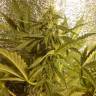 Auto Little Russian feminised Ganja Seeds семена каннабиса дёшево в интернете