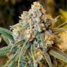 Auto Little Russian feminised Ganja Seeds
