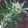 Agamotto feminised GanjaVIP Seeds