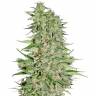 семена конопли в интернете Diamond Girl feminised Green House Seeds