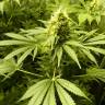 семена конопли дешево Royal Domina feminised Royal Queen