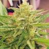 CBDivine feminised Ganja Seeds купить