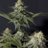 качественные семена конопли Frisian Dew feminised