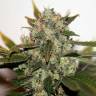 Skunk feminised Breeders Community Seeds
