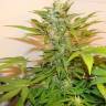 семена конопли автоцвет Auto Roadrunner regular