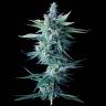 Auto Calamity Jane feminised Buddha Seeds