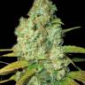 Auto Calamity Jane feminised Buddha Seeds