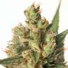 семена конопли аутдор Auto Calamity Jane feminised Buddha Seeds