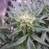 семена конопли курьером Auto Northern Lights feminised Nirvana Seeds