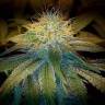 семена конопли марихуаны Northern Lights feminised Pyramid Seeds