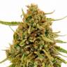 Семена марихуаны Widow Remedy feminised Ganja Seeds