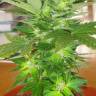Семена конопли Auto Easy Ryder feminised Ganja Seeds Семена конопли Auto Easy Ryder feminised Ganja Seeds