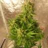 Семена марихуаны Auto Easy Ryder feminised Ganja Seeds Семена марихуаны Auto Easy Ryder feminised Ganja Seeds