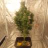 Качественные семена конопли Auto Easy Ryder feminised Ganja Seeds Качественные семена конопли Auto Easy Ryder feminised Ganja Seeds