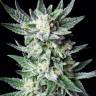 Colossus feminised GanjaVIP Seeds