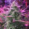 семена конопли f1 в оригинальной упаковке Moby Dick feminised Green House Seeds