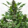 семена конопли купить на сайте Frisian Duck feminised
