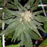 Super Skunk feminised Breeders Community Seeds