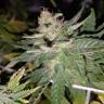 Super Skunk feminised Breeders Community Seeds